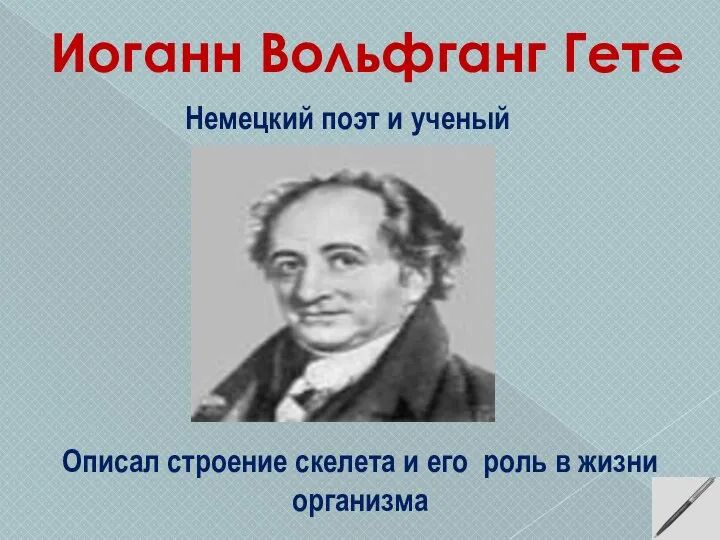 Иоганн Вольфганг Гете Немецкий поэт и ученый Описал строение скелета и его роль в жизни организма