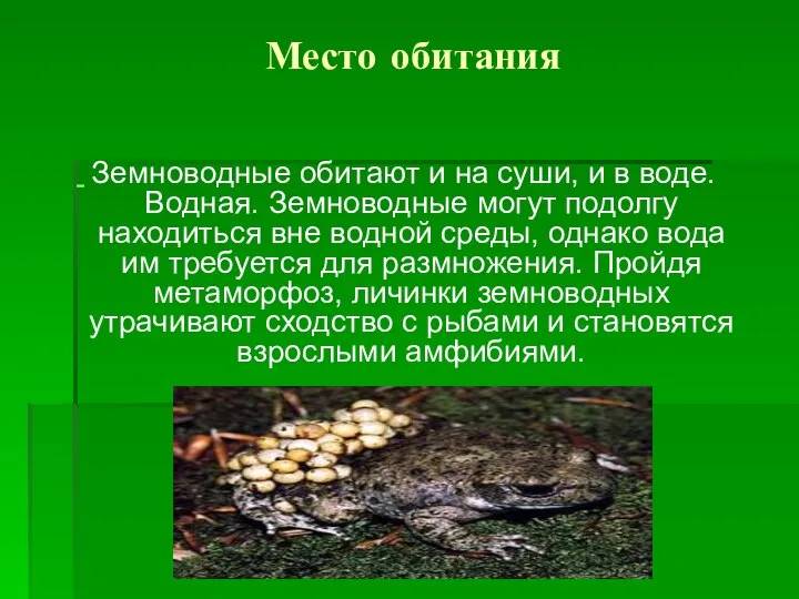 Место обитания Земноводные обитают и на суши, и в воде. Водная.