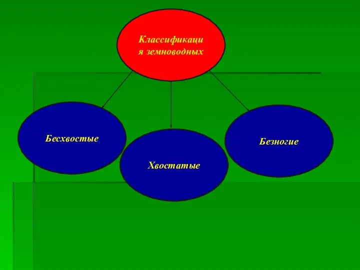 Классификация земноводных Бесхвостые Безногие Хвостатые