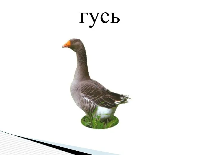 гусь