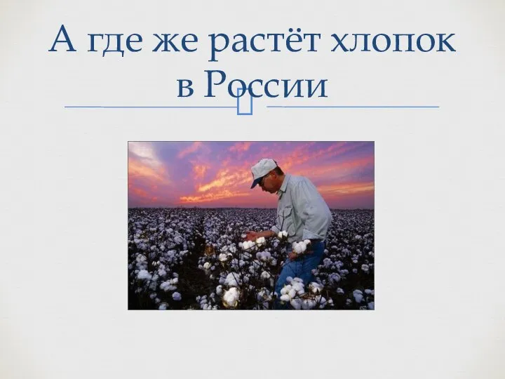 А где же растёт хлопок в России