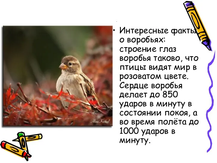 Интересные факты о воробьях: строение глаз воробья таково, что птицы видят