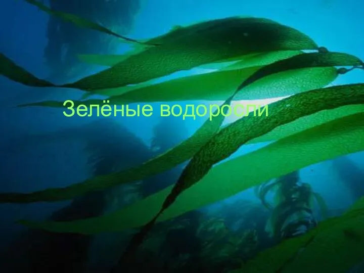 Зелёные водоросли Зелёные водоросли