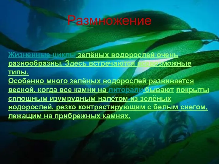 Размножение Жизненные циклы зелёных водорослей очень разнообразны. Здесь встречаются всевозможные типы.