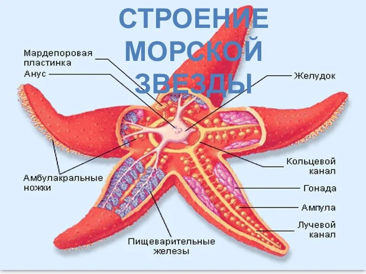 Строение морской звезды