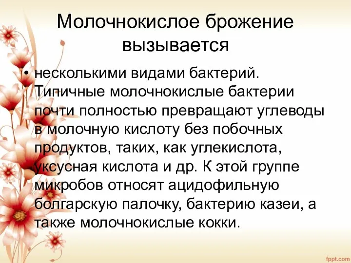 Молочнокислое брожение вызывается несколькими видами бактерий. Типичные молочнокислые бактерии почти полностью