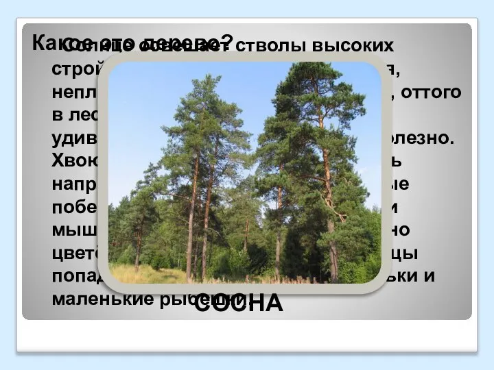 Солнце освещает стволы высоких стройных деревьев. Крона ажурная, неплотная, пропускает много