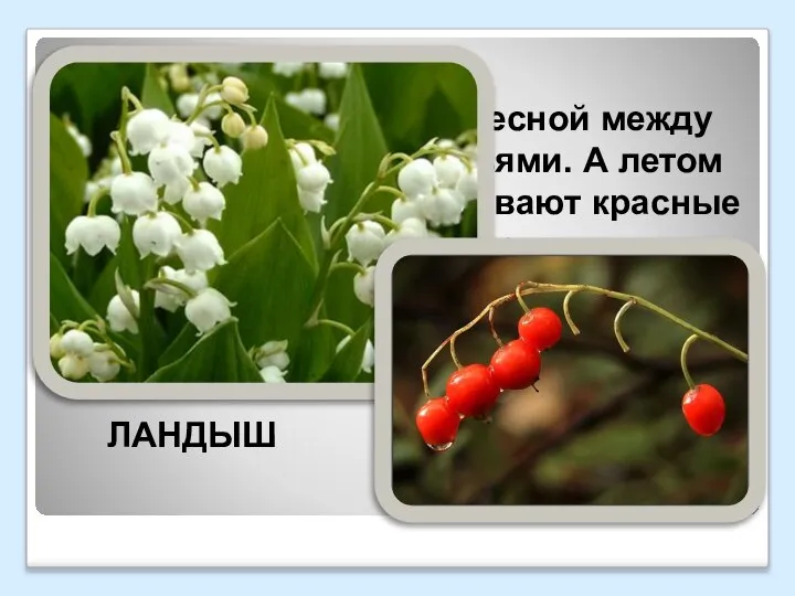 Гирлянды маленьких колокольчиков висят весной между остроконечными листьями. А летом на