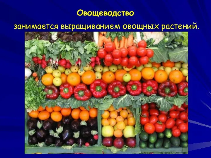 Овощеводство занимается выращиванием овощных растений.