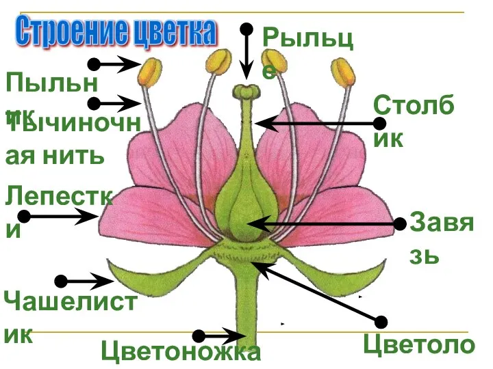 Строение цветка