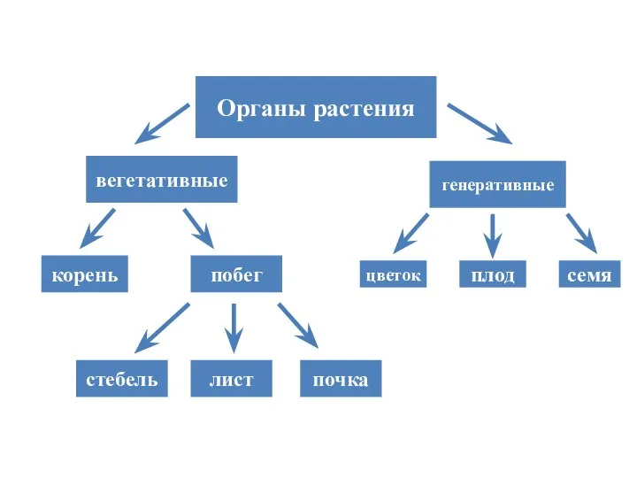 Заполните схему Органы растения вегетативные генеративные корень побег цветок плод семя стебель лист почка