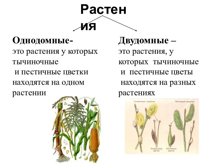 Растения Однодомные- это растения у которых тычиночные и пестичные цветки находятся