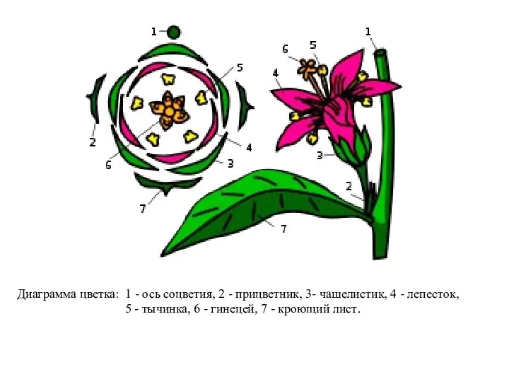 Диаграмма цветка: 1 - ось соцветия, 2 - прицветник, 3- чашелистик,