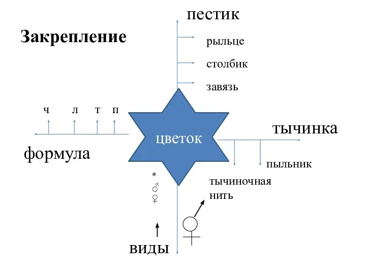 формула пестик тычинка виды цветок рыльце столбик завязь тычиночная нить пыльник