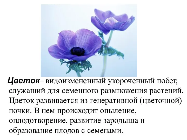 Цветок– видоизмененный укороченный побег, служащий для семенного размножения растений. Цветок развивается