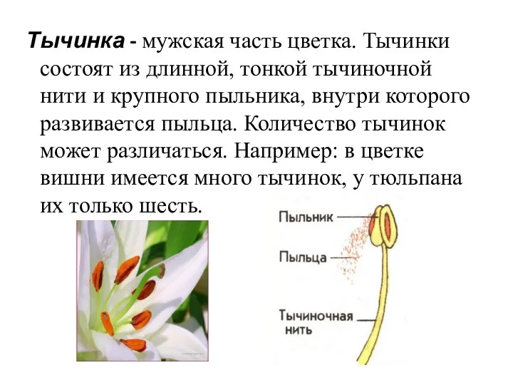 Тычинка - мужская часть цветка. Тычинки состоят из длинной, тонкой тычиночной