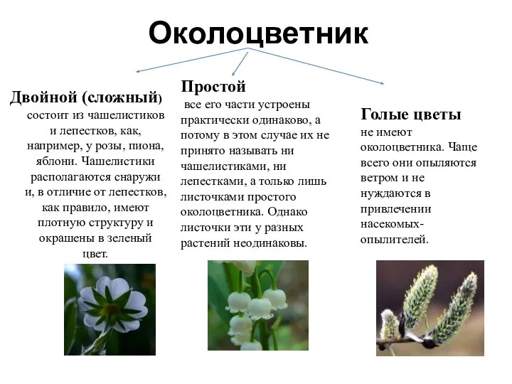 Околоцветник Двойной (сложный) состоит из чашелистиков и лепестков, как, например, у