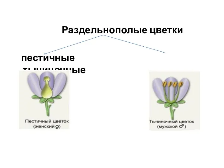 Раздельнополые цветки пестичные тычиночные