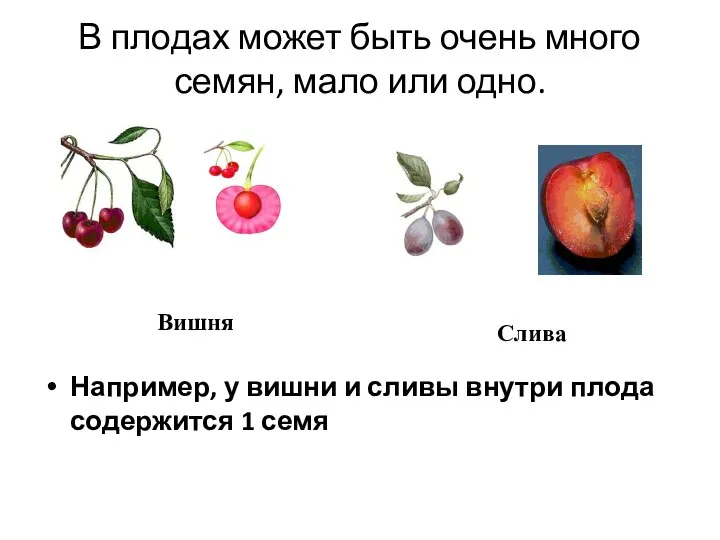 В плодах может быть очень много семян, мало или одно. Например,