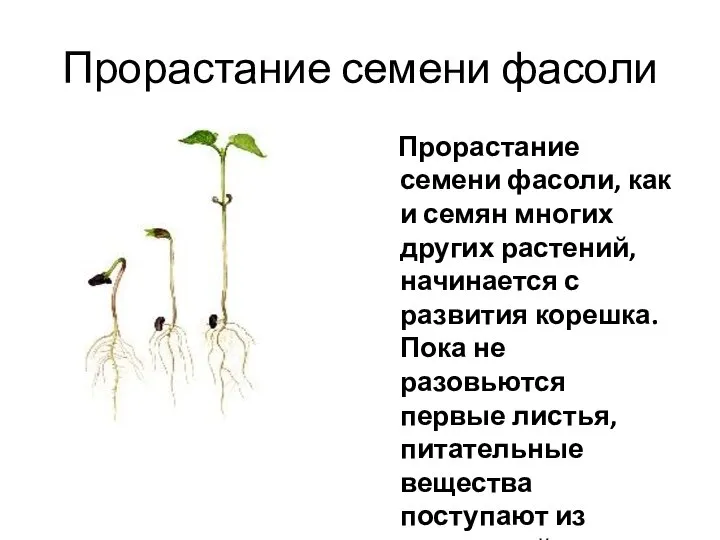 Прорастание семени фасоли Прорастание семени фасоли, как и семян многих других
