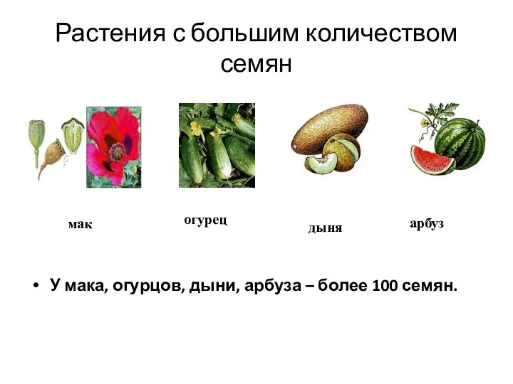 Растения с большим количеством семян У мака, огурцов, дыни, арбуза –