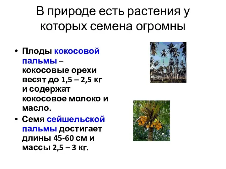 В природе есть растения у которых семена огромны Плоды кокосовой пальмы