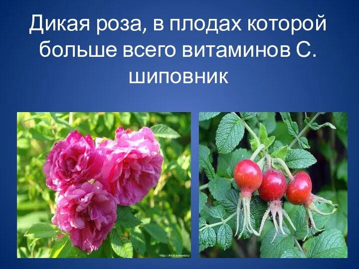Дикая роза, в плодах которой больше всего витаминов С. шиповник