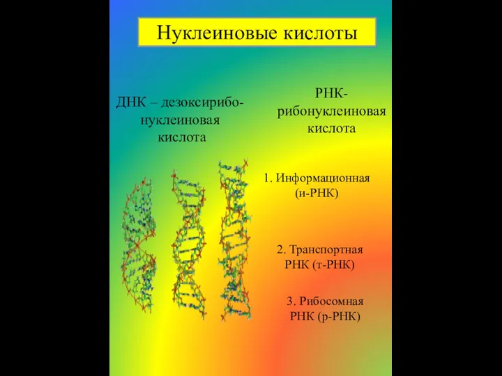 Нуклеиновые кислоты ДНК – дезоксирибо-нуклеиновая кислота РНК- рибонуклеиновая кислота 1. Информационная