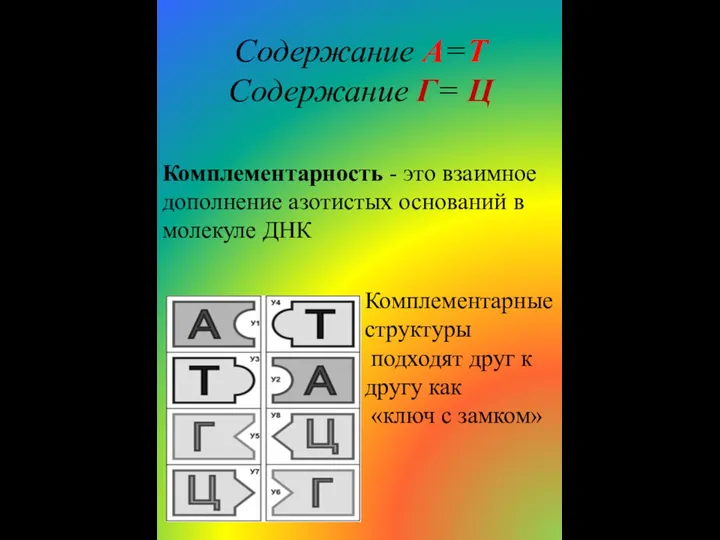 Содержание А=Т Содержание Г= Ц Комплементарность - это взаимное дополнение азотистых