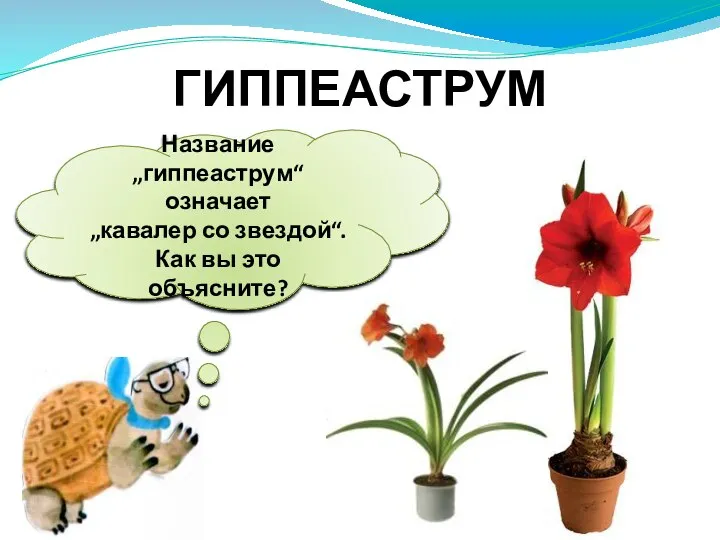 Название „гиппеаструм“ означает „кавалер со звездой“. Как вы это объясните? ГИППЕАСТРУМ