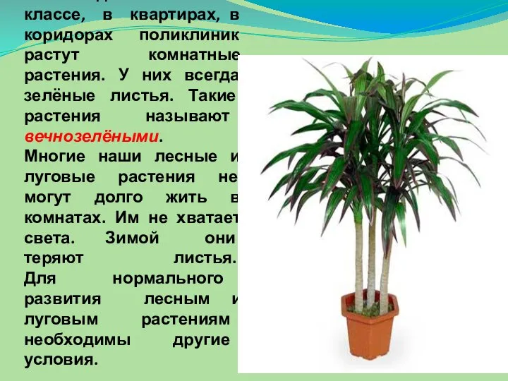 На подоконниках в классе, в квартирах, в коридорах поликлиник растут комнатные