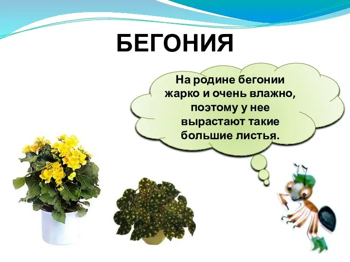 На родине бегонии жарко и очень влажно, поэтому у нее вырастают такие большие листья. БЕГОНИЯ