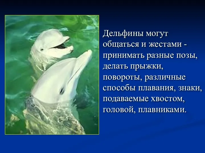 Дельфины могут общаться и жестами - принимать разные позы, делать прыжки,