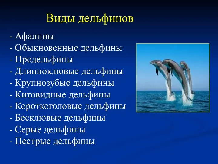 Виды дельфинов - Афалины - Обыкновенные дельфины - Продельфины - Длинноклювые