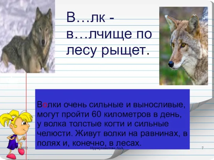 Волки очень сильные и выносливые, могут пройти 60 километров в день,