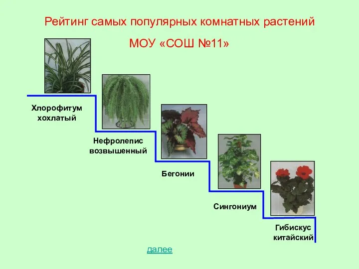 Рейтинг самых популярных комнатных растений МОУ «СОШ №11» Хлорофитум хохлатый Нефролепис