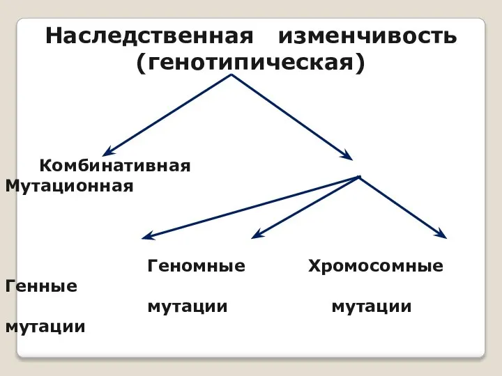 Наследственная изменчивость (генотипическая) Комбинативная Мутационная Геномные Хромосомные Генные мутации мутации мутации