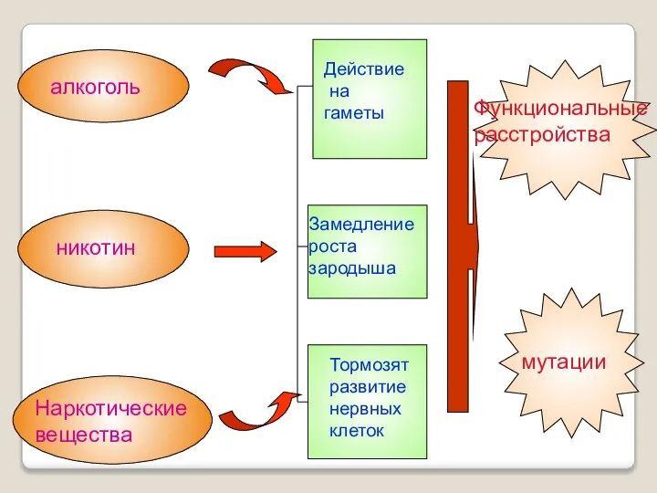 алкоголь никотин Наркотические вещества Действие на гаметы Замедление роста зародыша Тормозят