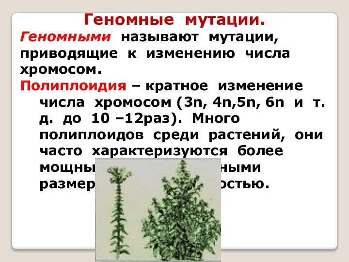 Геномные мутации. Геномными называют мутации, приводящие к изменению числа хромосом. Полиплоидия