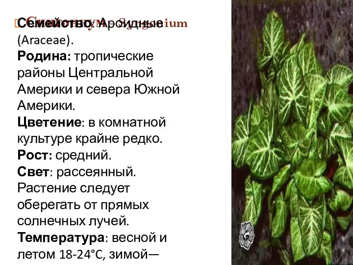 Сингониум – Syngonium Семейство: Ароидные (Araceae). Родина: тропические районы Центральной Америки
