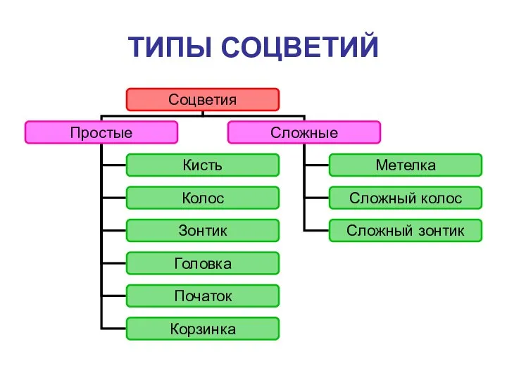 ТИПЫ СОЦВЕТИЙ