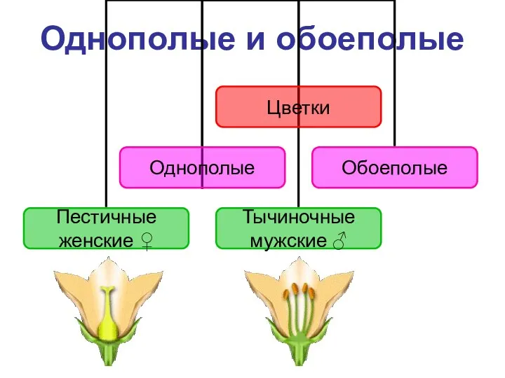 Однополые и обоеполые