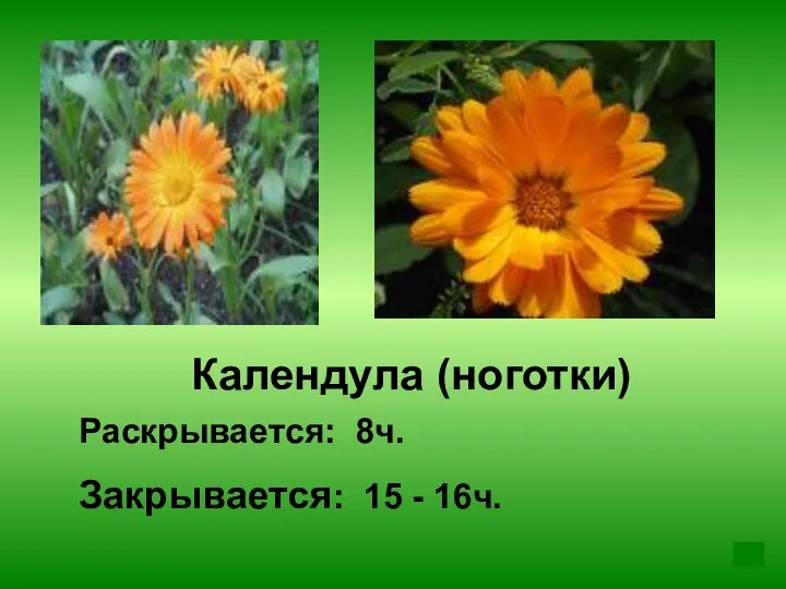 Календула (ноготки) Раскрывается: 8ч. Закрывается: 15 - 16ч.