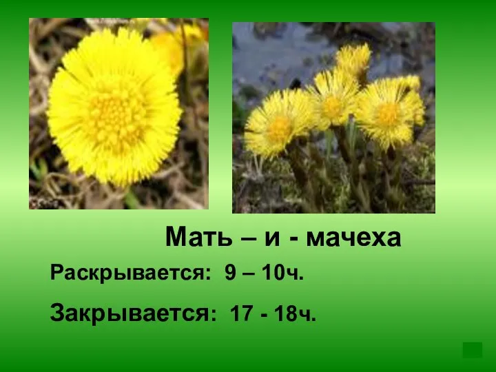 Мать – и - мачеха Раскрывается: 9 – 10ч. Закрывается: 17 - 18ч.