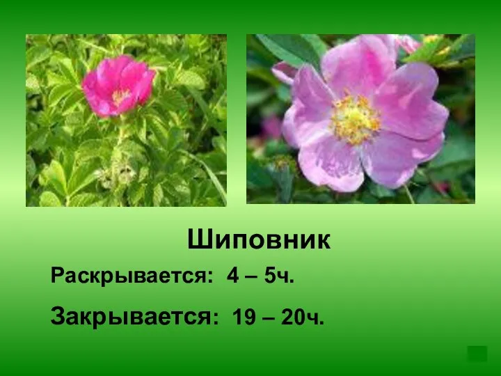 Шиповник Раскрывается: 4 – 5ч. Закрывается: 19 – 20ч.