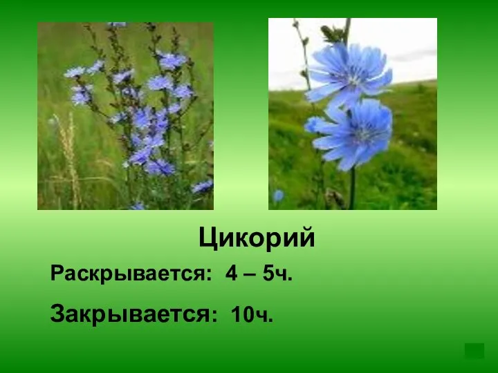 Цикорий Раскрывается: 4 – 5ч. Закрывается: 10ч.