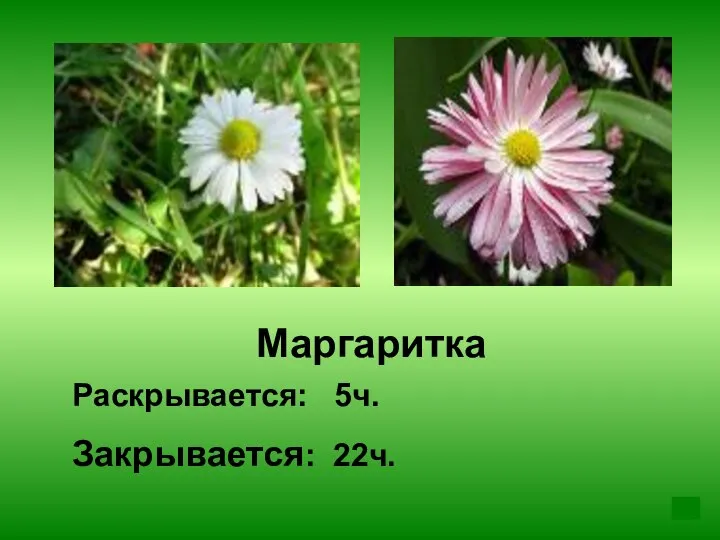 Маргаритка Раскрывается: 5ч. Закрывается: 22ч.