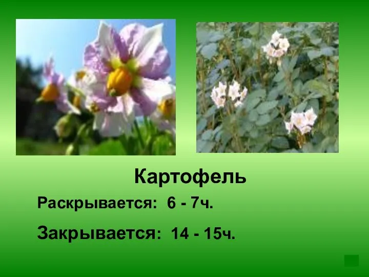 Картофель Раскрывается: 6 - 7ч. Закрывается: 14 - 15ч.