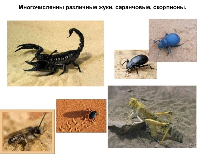 Многочисленны различные жуки, саранчовые, скорпионы.