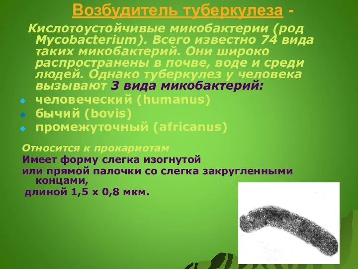 Возбудитель туберкулеза - Кислотоустойчивые микобактерии (род Mycobacterium). Всего известно 74 вида